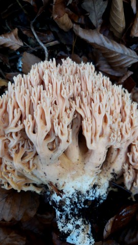 Ramaria formosa