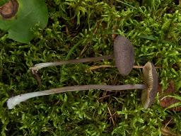 Entoloma violaceoserrulatum