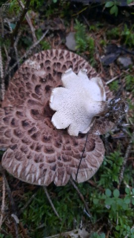 Sarcodon imbricatus