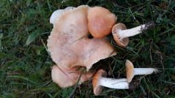 Cuphophyllus pratensis
