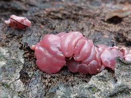 Ascocoryne sarcoides