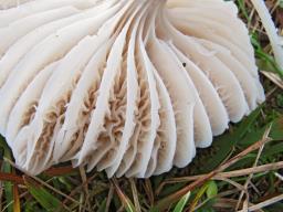 Cuphophyllus colemannianus