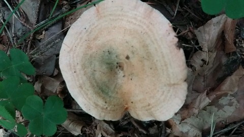 Lactarius deliciosus