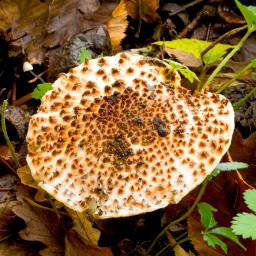 Echinoderma asperum