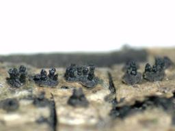 Peroneutypa scoparia