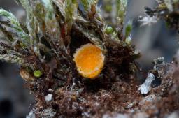 Octospora leucoloma
