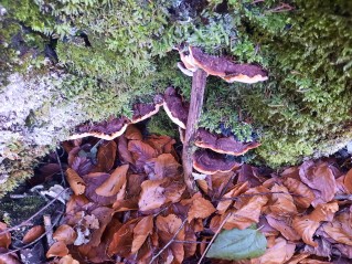Heterobasidion parviporum