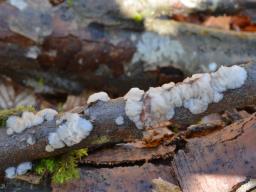 Exidia thuretiana