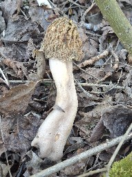 Verpa bohemica