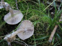Collybia sordida