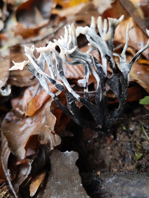 Xylaria hypoxylon