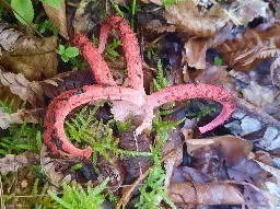 Clathrus archeri