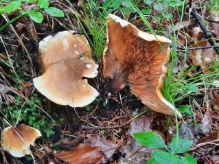 Hygrophoropsis aurantiaca