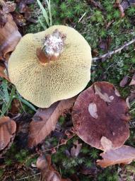 Suillus cavipes