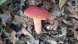 Rubroboletus dupainii