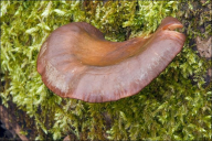 Sarcomyxa serotina
