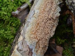 Radulomyces molaris
