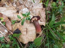 Lactarius badiosanguineus