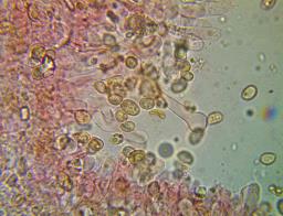 Tubaria furfuracea
