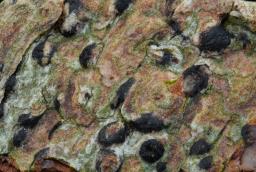 Acrocordia gemmata