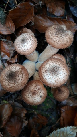 Armillaria ostoyae