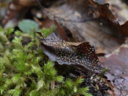 Craterium leucocephalum