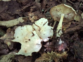 Rhodocollybia maculata