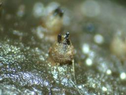 Ascobolus immersus
