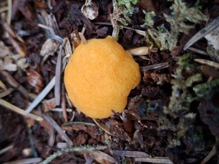 Tubifera ferruginosa