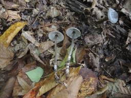 Tephrocybe rancida