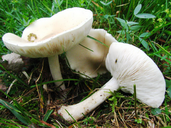 Tricholoma evenosum