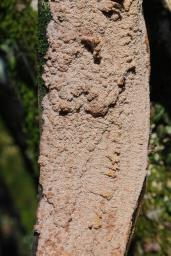 Phlebia rufa