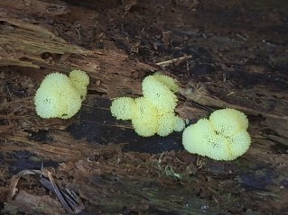 Ceratiomyxa porioides