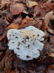 Tricholoma columbetta