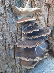 Pleurotus ostreatus