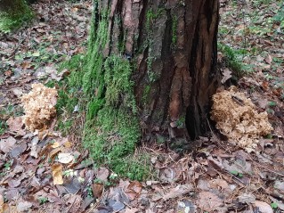 Sparassis crispa
