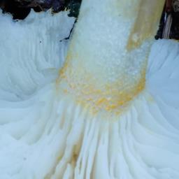 Hygrophorus chrysodon