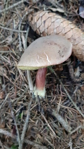 Xerocomellus chrysenteron