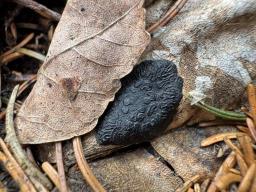 Rhytisma acerinum