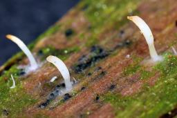 Multiclavula mucida