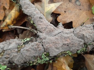 Peniophora quercina