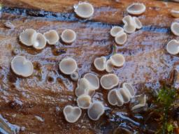 Helotium tenuiculum