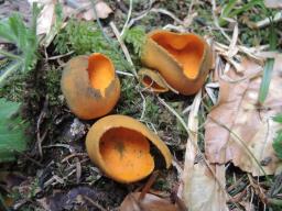 Caloscypha fulgens