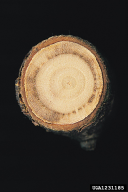 Scolytus scolytus