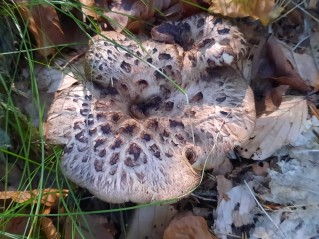 Sarcodon imbricatus