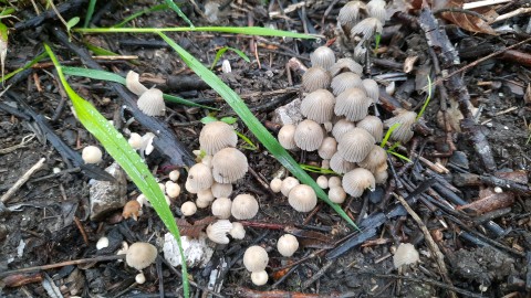 Coprinellus disseminatus