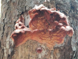 Phlebia tremellosa