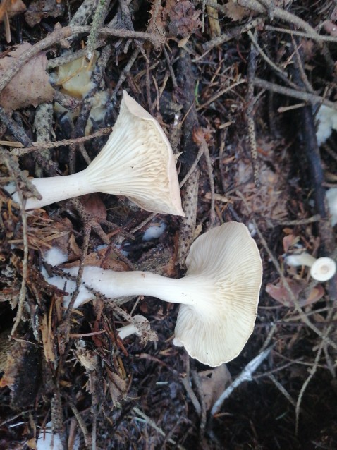 Infundibulicybe gibba