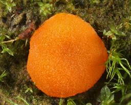 Octospora humosa
