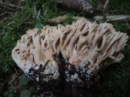 Ramaria bataillei